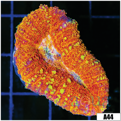 Ultra Sparkle Lobophyllia