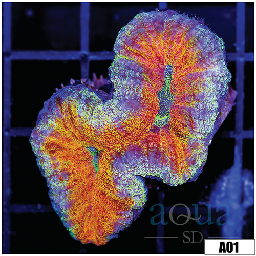 Ultra Sparkle Lobophyllia