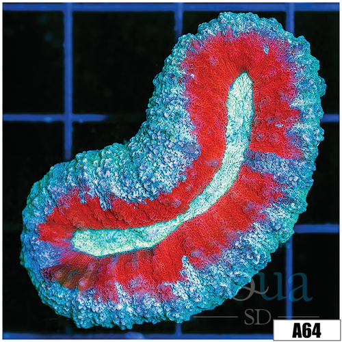 Ice Melt Lobophyllia