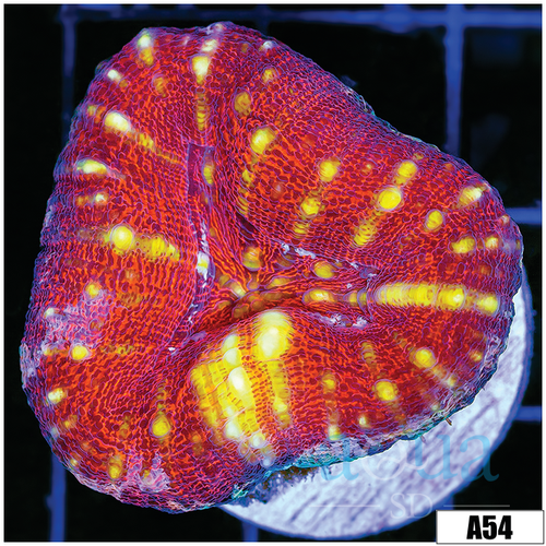 Tiger Striped Lobophyllia