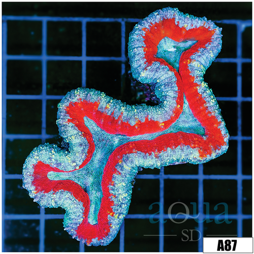 Fire And Ice Lobophyllia