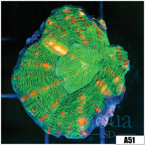 Spotted Goblin Lobophyllia
