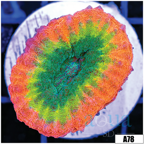 Ultra Peach Ring Lobophyllia