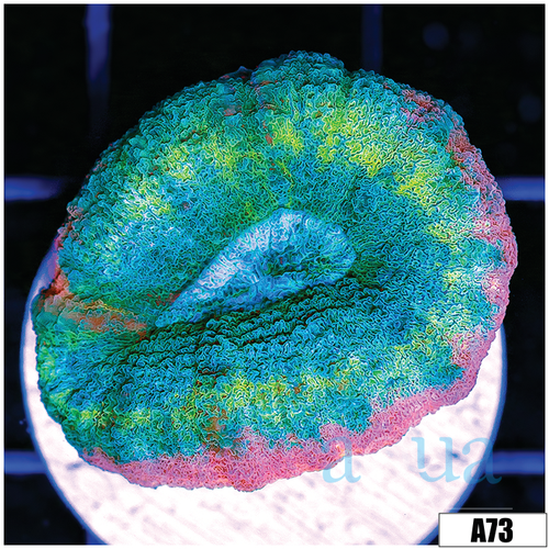 Bubble Gum Rim Lobophyllia