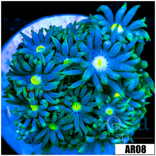 ASD Lemon Flame Goniopora