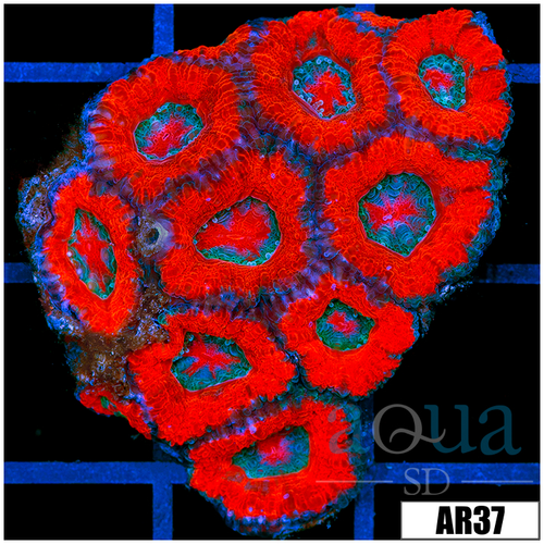 Ultra Red Acan Lord Colony