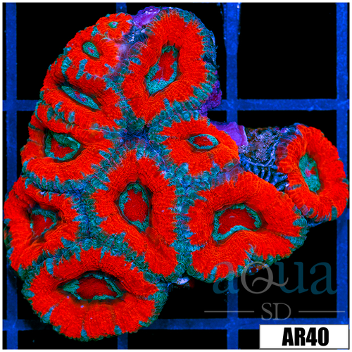 Teal Stripes Acan Lord Colony