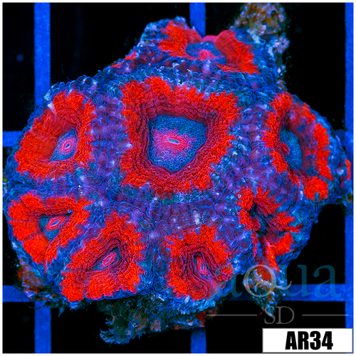 Superman Acan Lord Colony