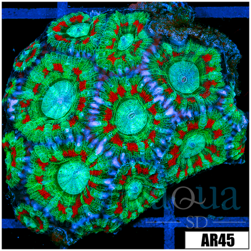 Teal Overload Acan Lord Colony