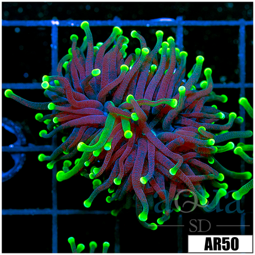 ASD Flashlight Torch
