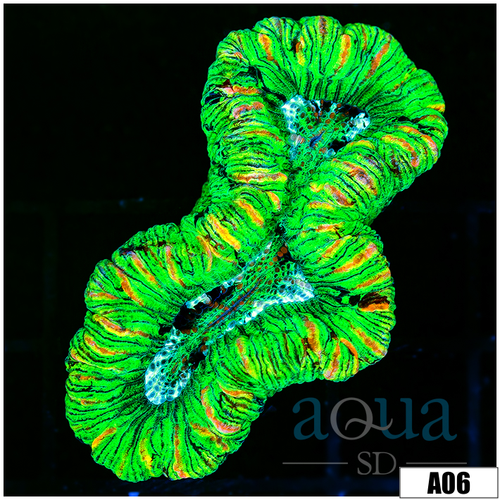 Ultra Neon Trachy