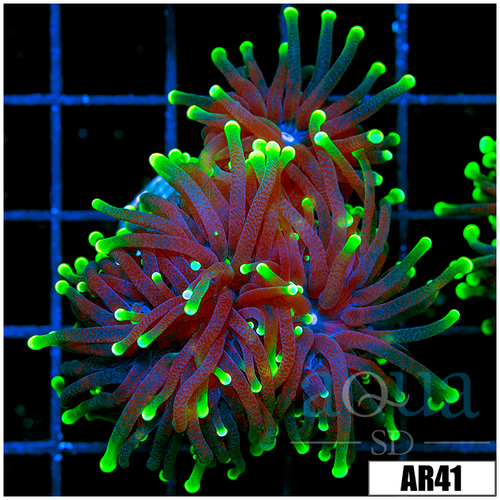 ASD Flashlight Torch