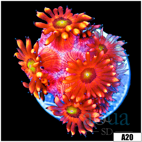 ASD Flaming Phoenix Goniopora