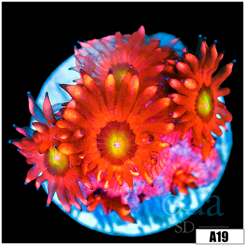 ASD Flaming Phoenix Goniopora