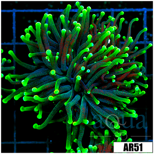 ASD Flashlight Torch