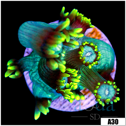 Neon Star Goniopora