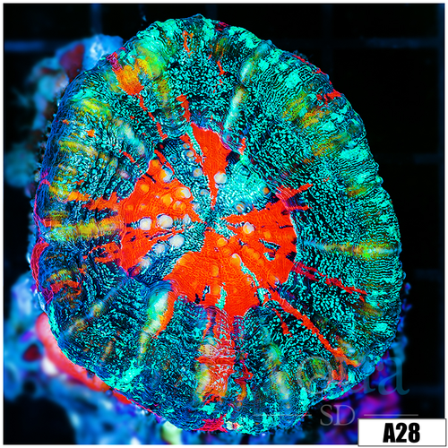 ASD Frost Splatter Scoly