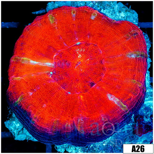 ASD Molten Red Scolymia