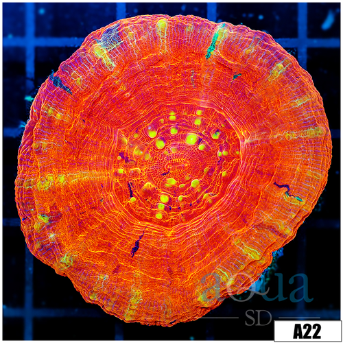 ASD Molten Red Scolymia