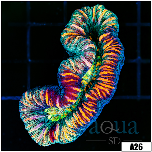 Neon Splatter Trachy