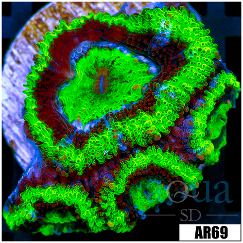 UFO Acan Lord