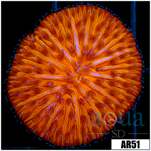 Orange Helmet Plate Coral