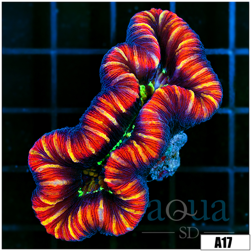 Aussie Lava Rim Trachy