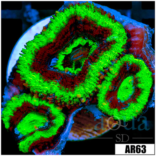 UFO Acan Lord