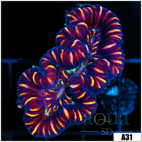 Aussie Lava Rim Trachy