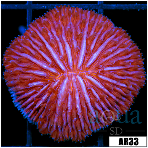 Orange Helmet Plate Coral
