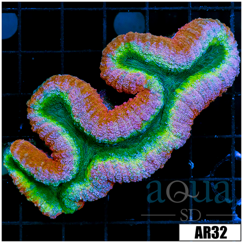 Bubble Gum Rim Lobophyllia