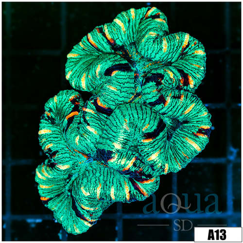 Neon Splatter Trachy