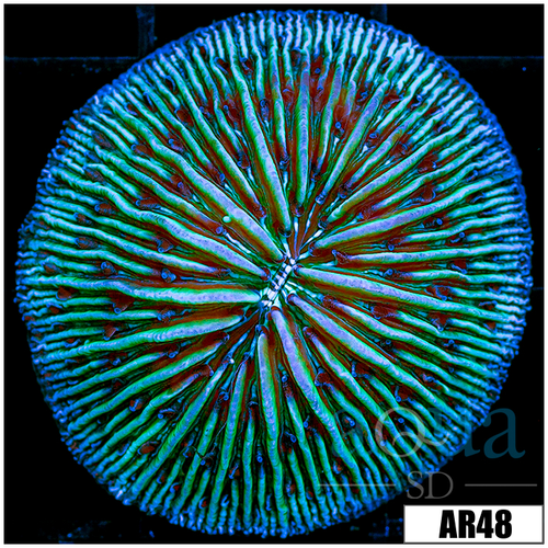 Teal Helmet Plate Coral