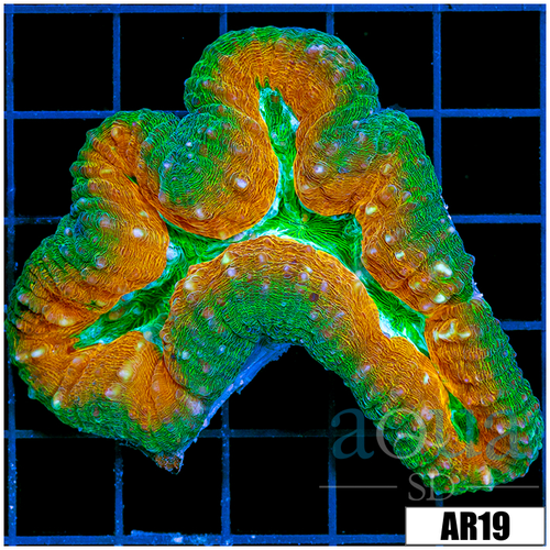 Ultra Pumpkin Lobophyllia