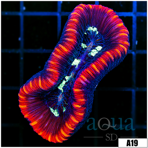 Aussie Lava Rim Trachy