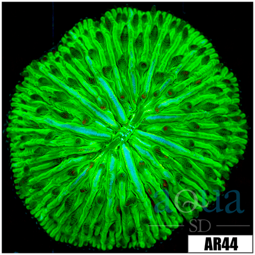 Nuclear Helmet Plate Coral