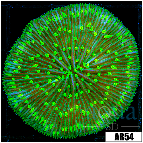 Nuclear Plate Coral