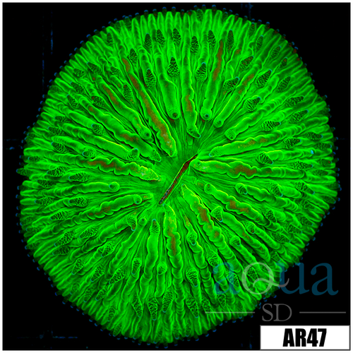 Nuclear Helmet Plate Coral