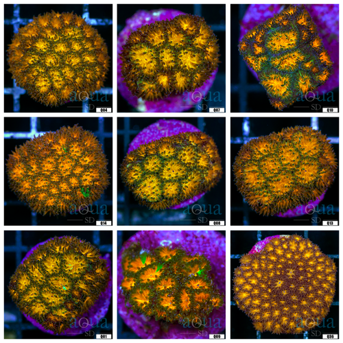 Honeycomb Leptastrea Coral - Multiples Available