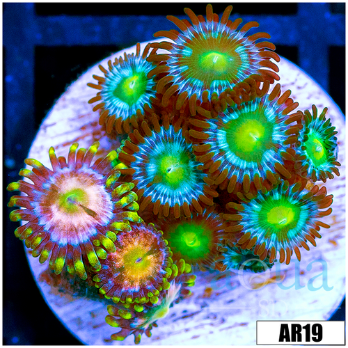 ASD Combo Zoanthids