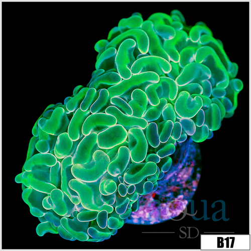 Neon Branching Hammer
