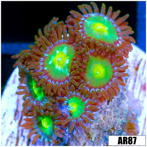 Dragon Eyes Zoas