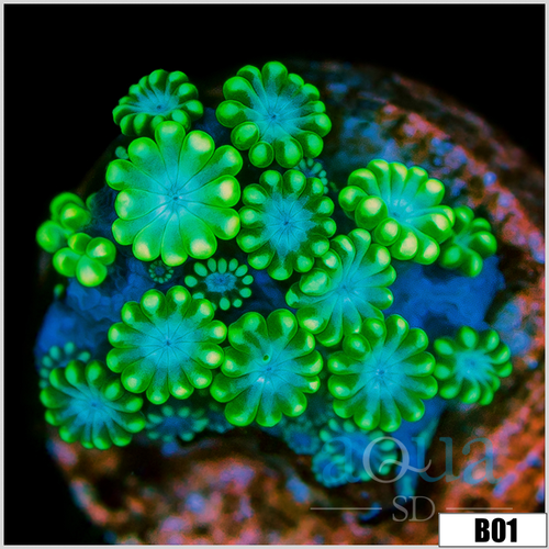 Blue Flower Alveopora