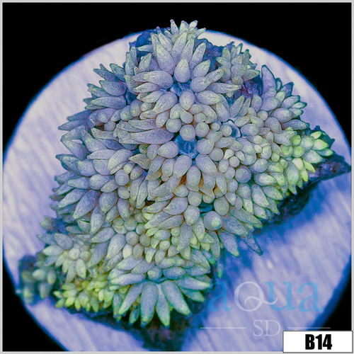 ASD Lavender Goni