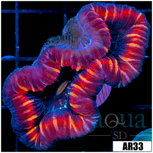 Lava Rim Trachy