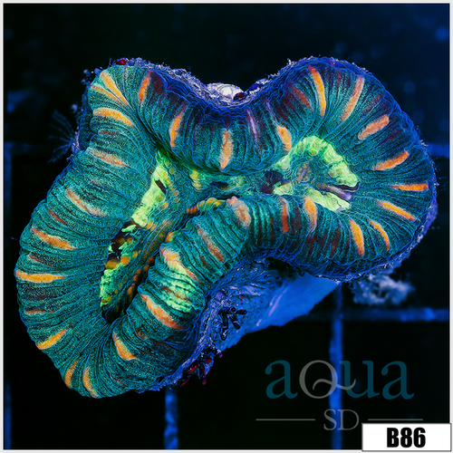 Tiger Striped Trachy