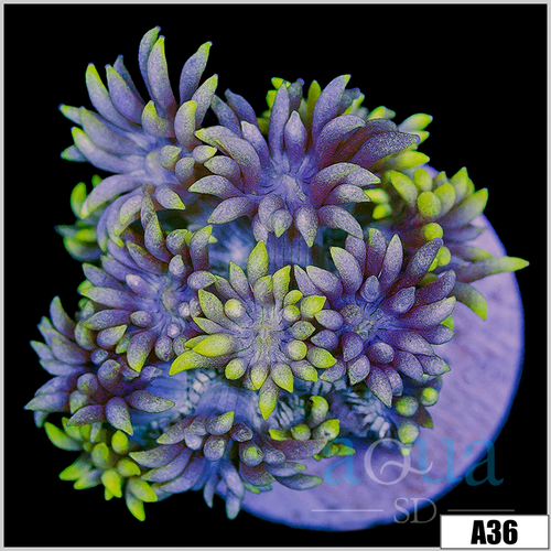 Neon Tips Goniopora
