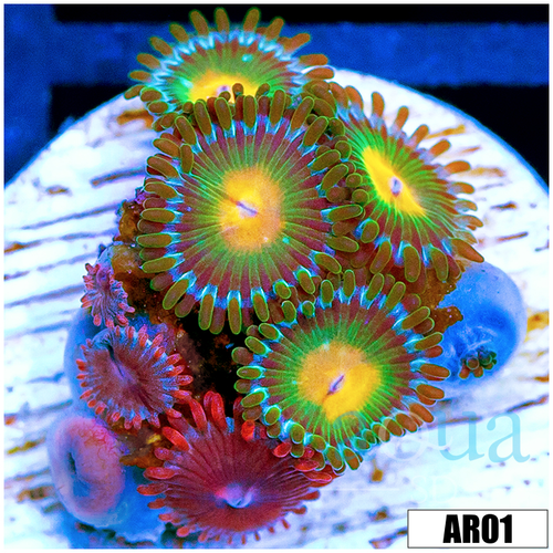ASD Combo Zoanthids