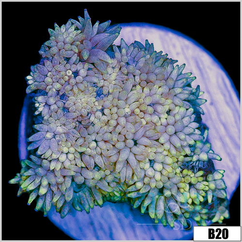ASD Lavender Goni