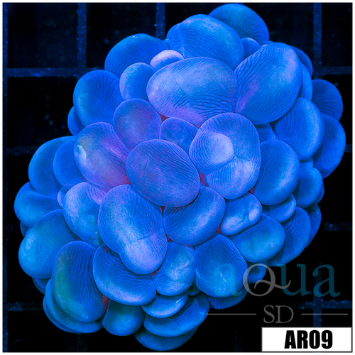 Aussie Bubble Coral